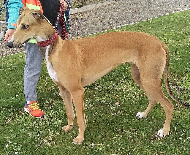 Greyhound