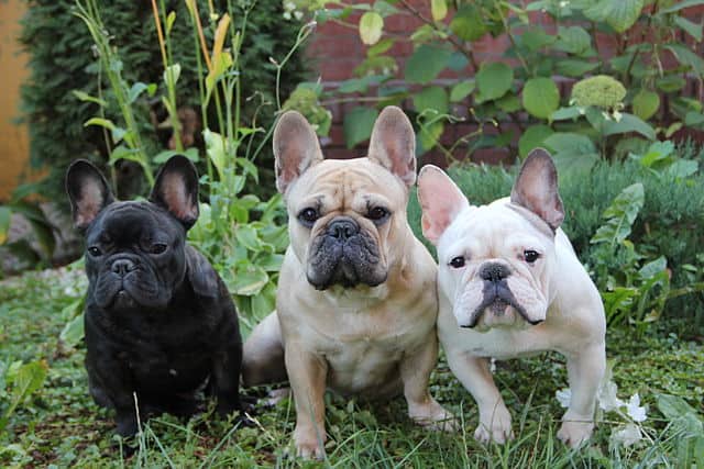 French Bulldogs