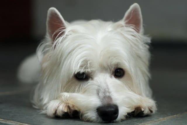 Bruce the West Highland White Terrier