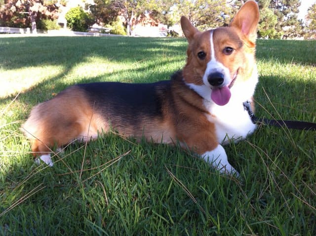 Corgi on lawn