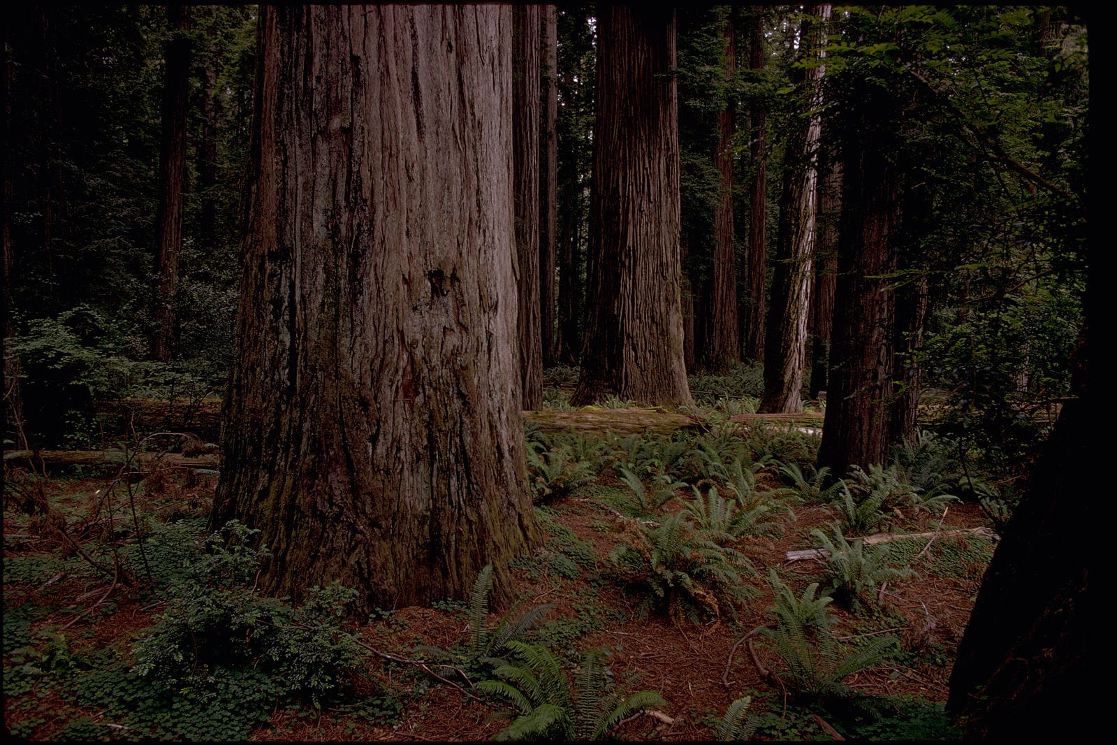 Redwood National Forest