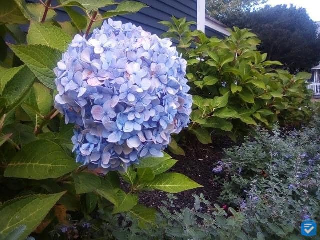 A photo taken on Consumer Cellular IRIS Easy Flip Image